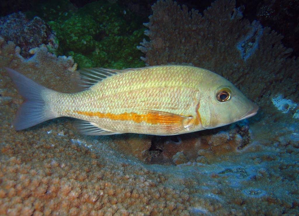 Lethrinus obsoletus (Imperatore a righe arancio)